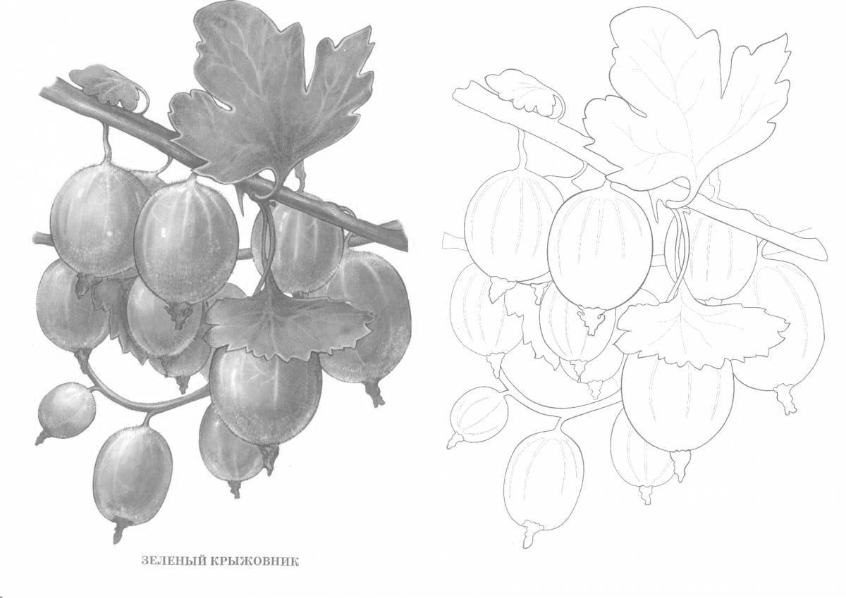 Great gooseberry coloring book for kids