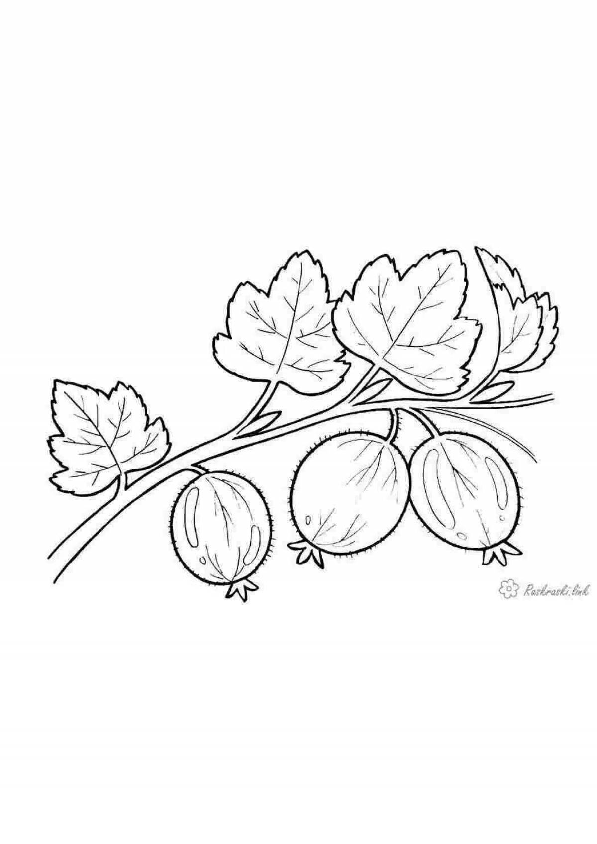 Live gooseberry coloring for schoolchildren