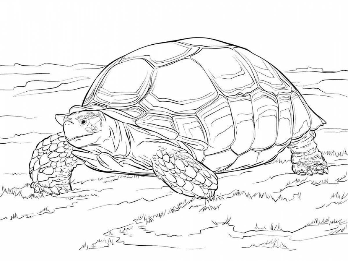 Игривая черепаха-раскраска