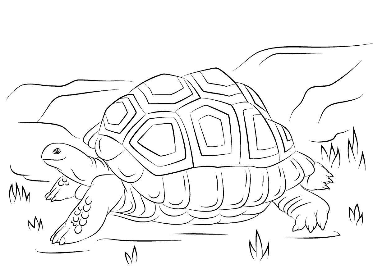 Violent turtle coloring