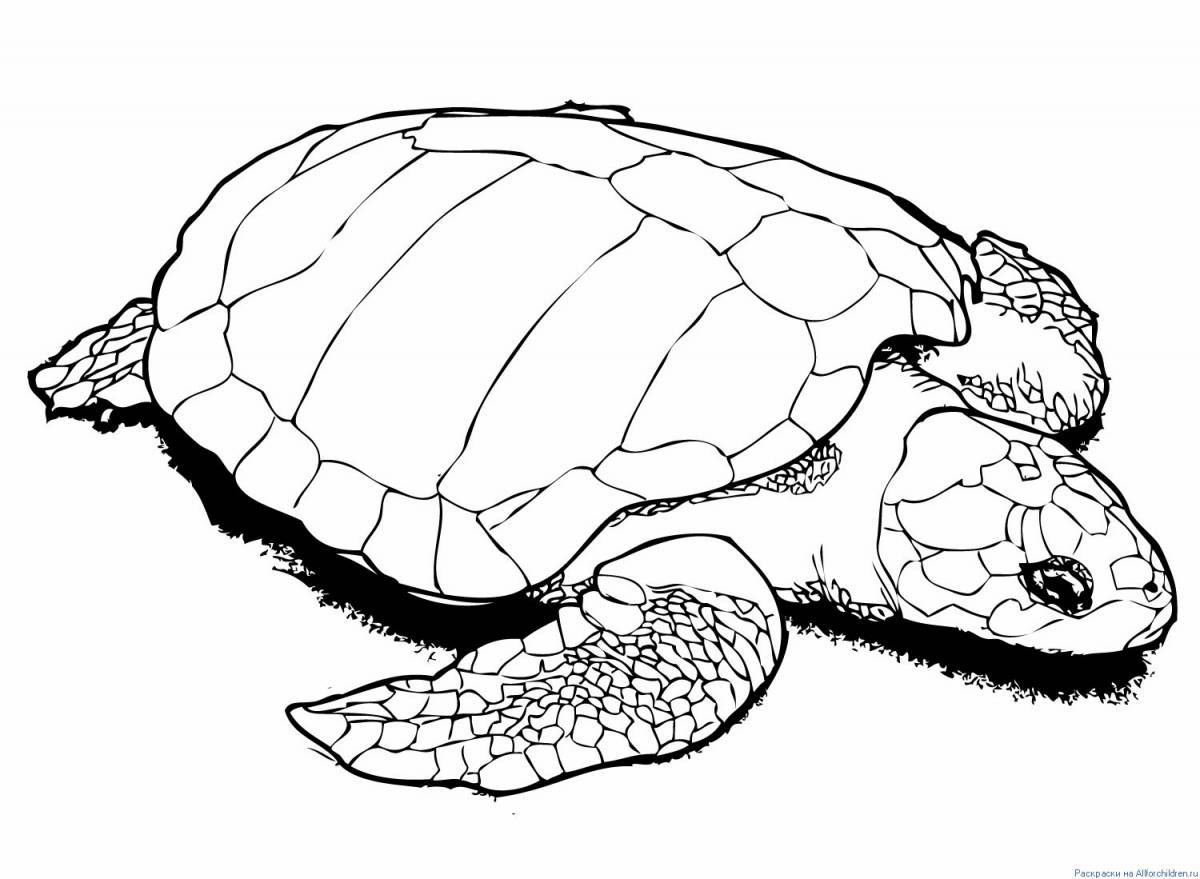 Animated turtle coloring page