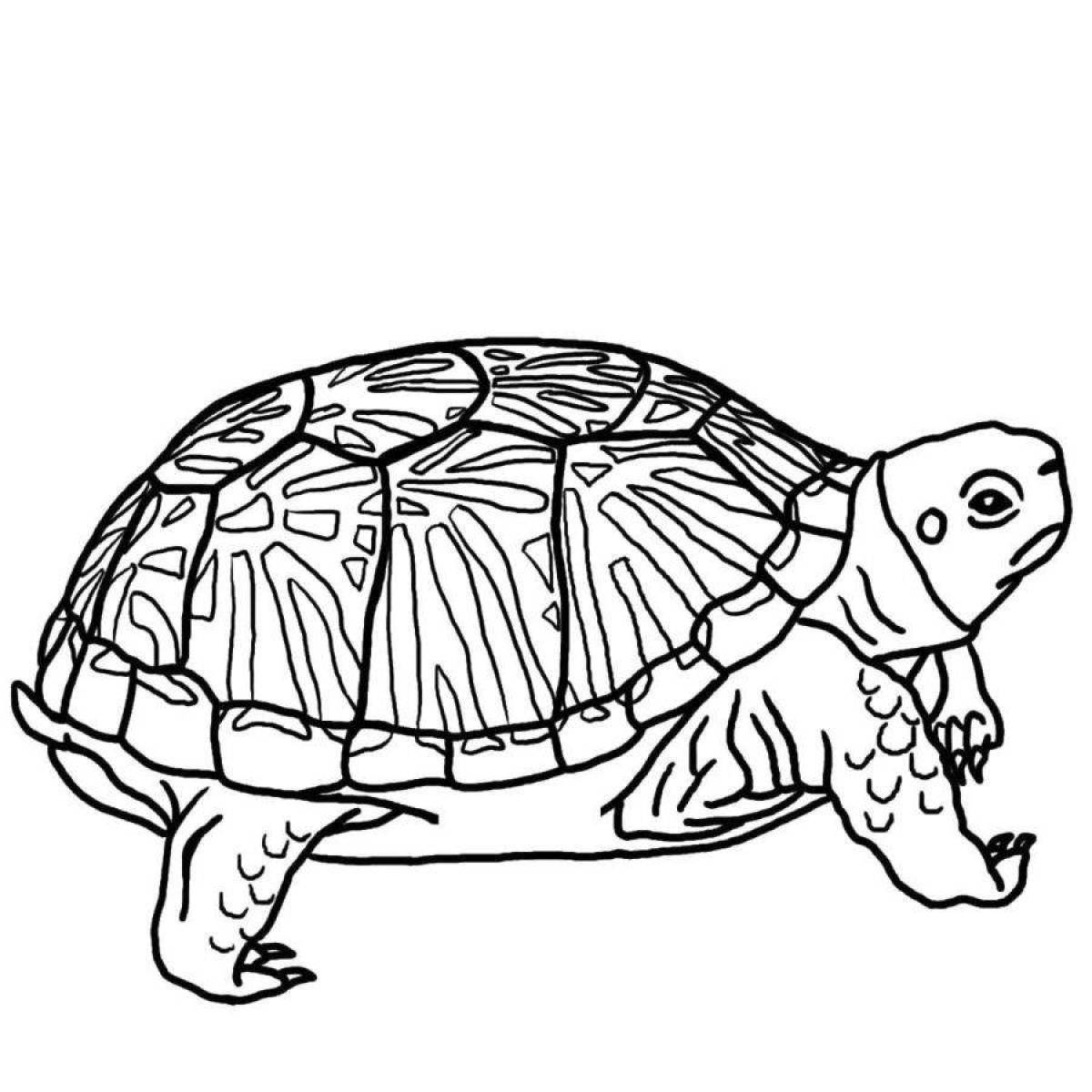 Привлекательная черепаха-раскраска