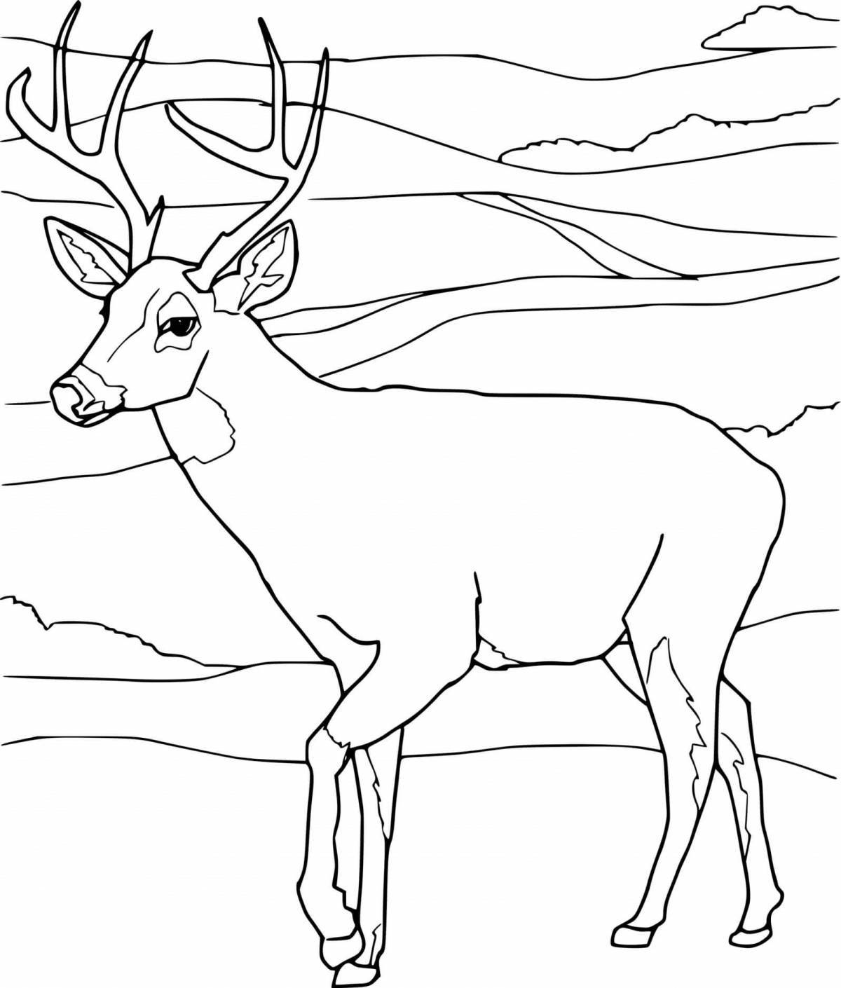 Exquisite deer coloring book for kids