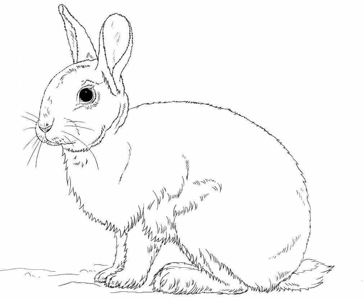 Playful rabbit coloring book for kids