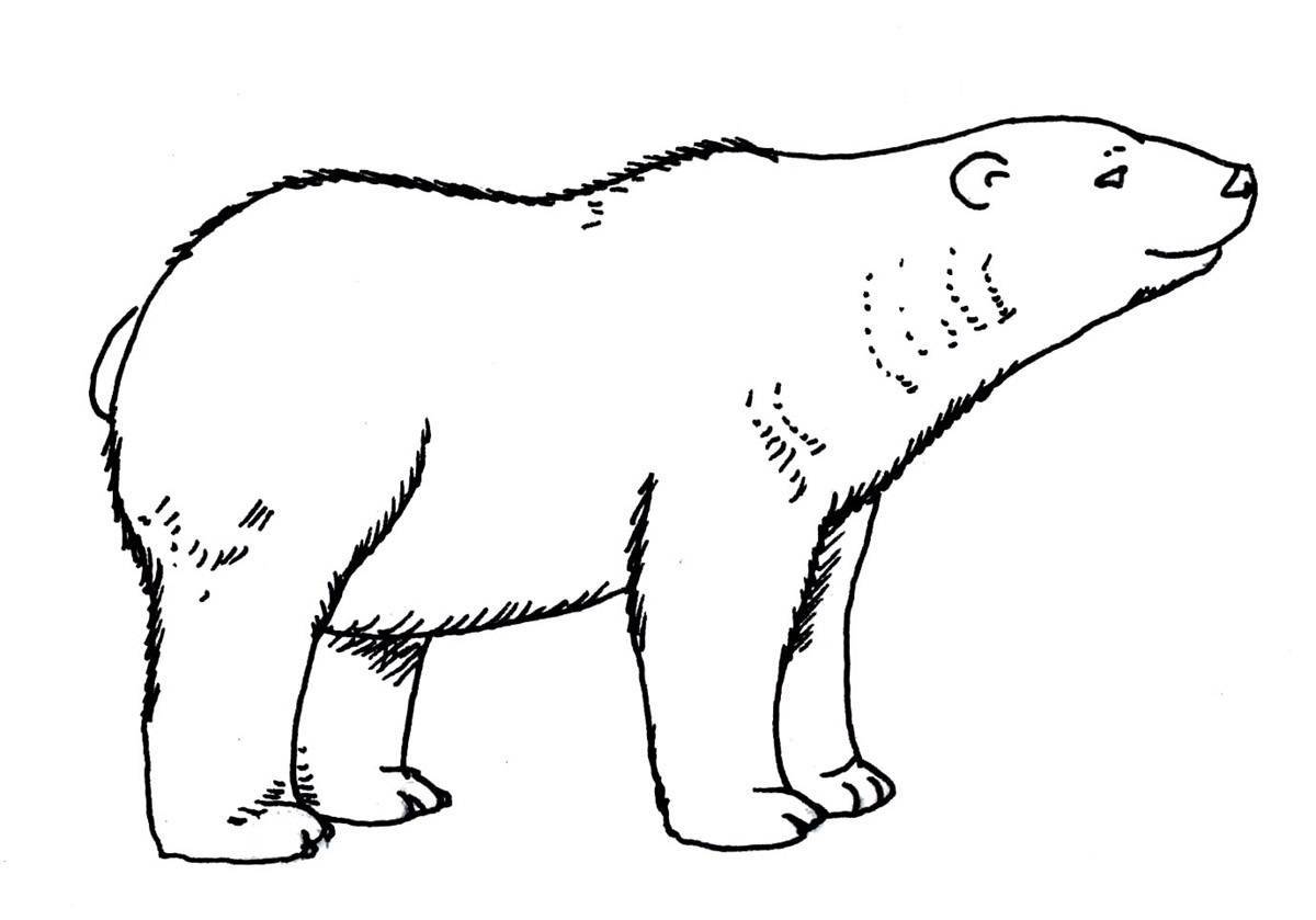 Раскраска полярный белый медведь 😻 распечатать бесплатно