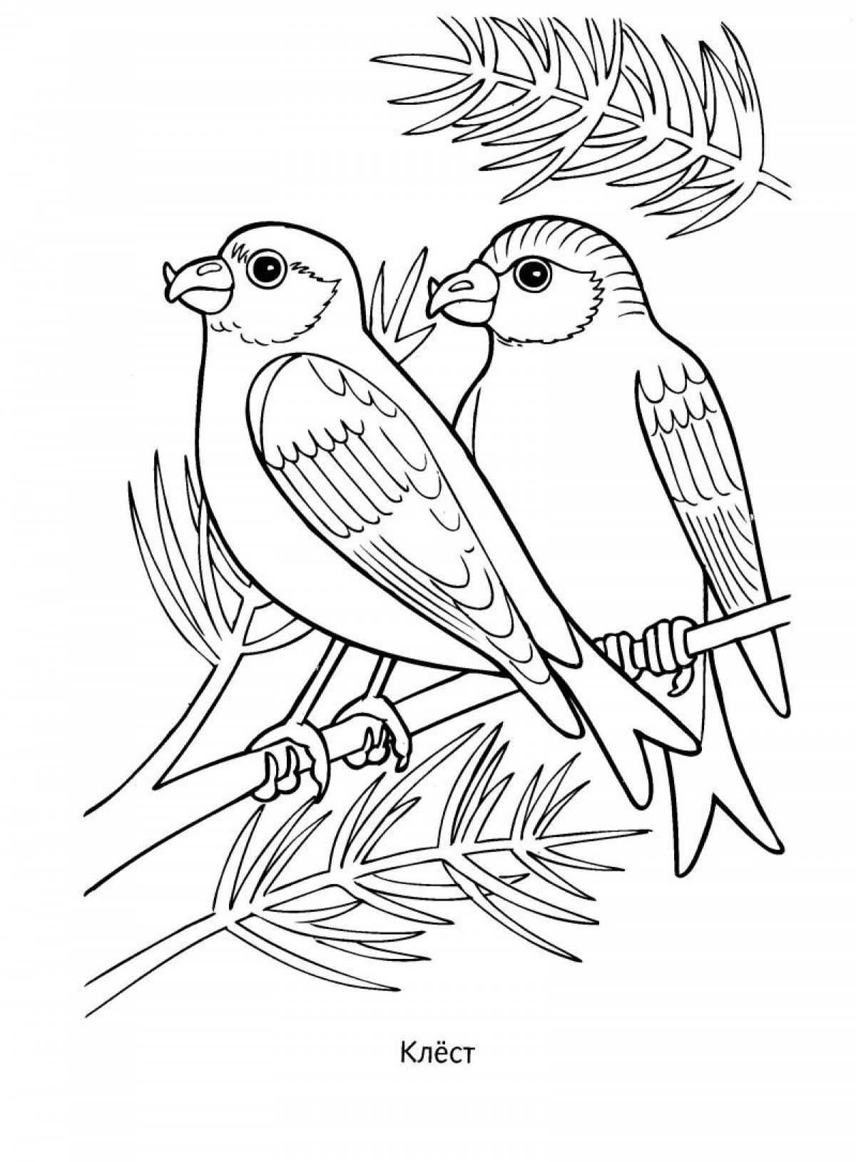 Раскраска очаровательные зимующие птицы для детей