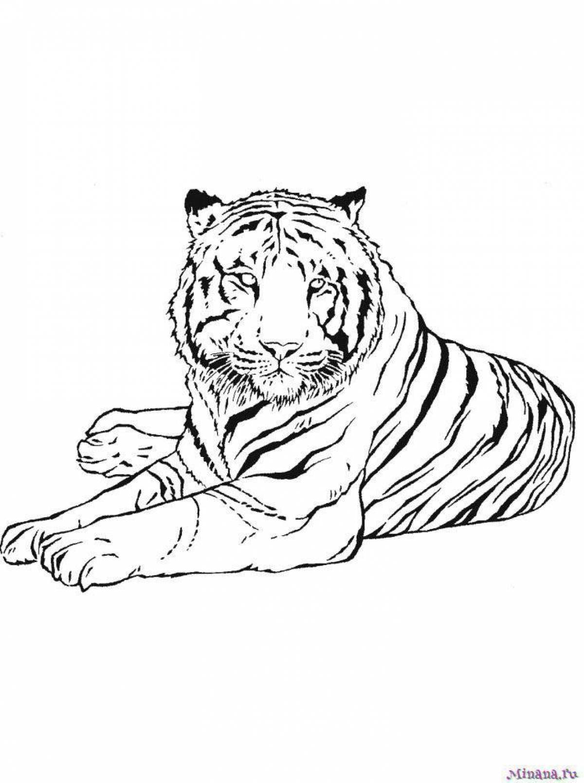 Раскраска амурский тигр