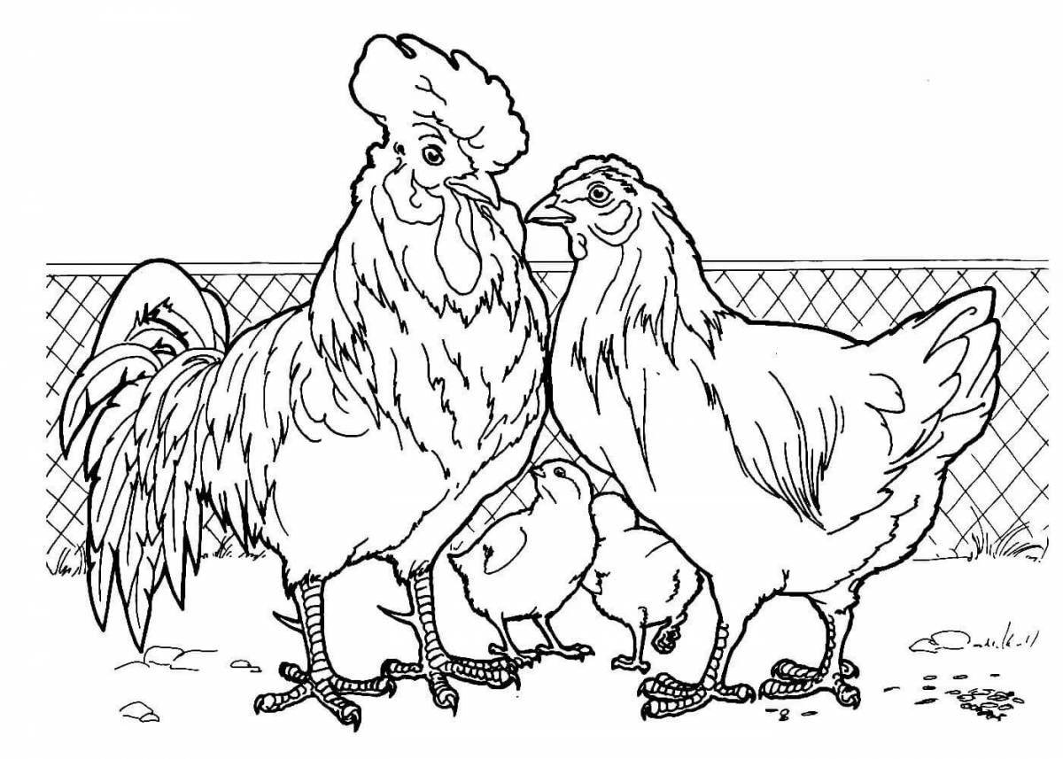 Animated bird coloring page in the poultry yard