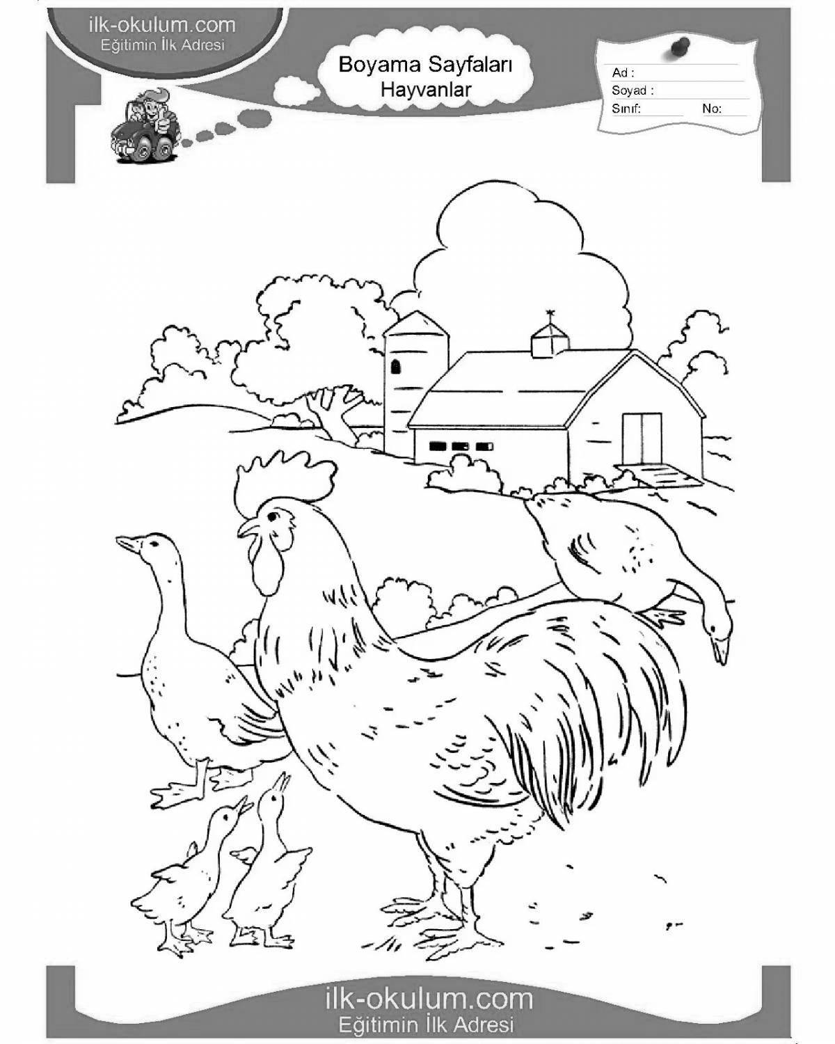 Elegant bird coloring page in the poultry yard
