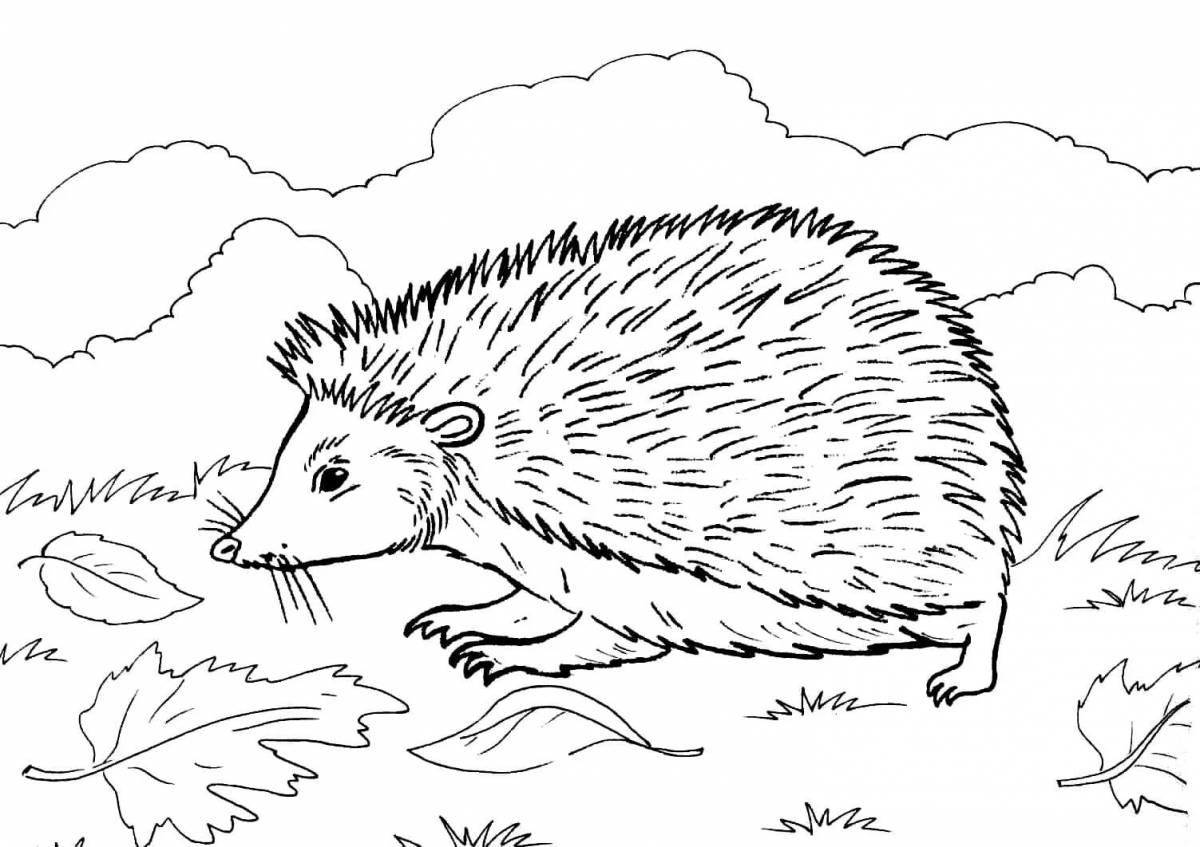Colourful coloring hedgehog for juniors