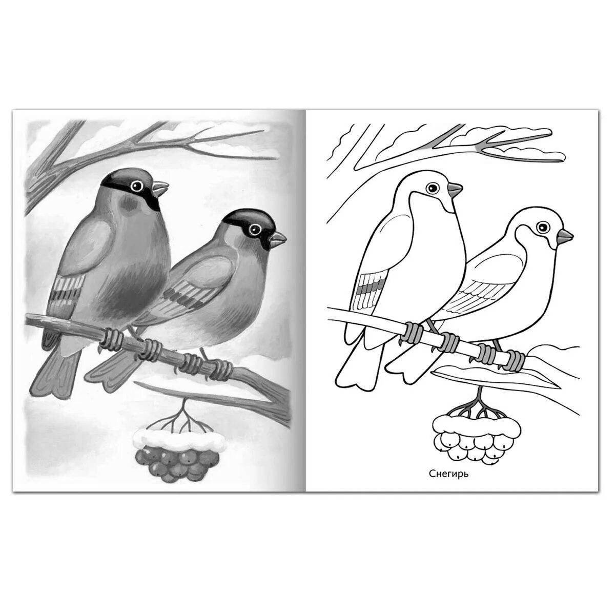 Great bullfinch coloring book for kids