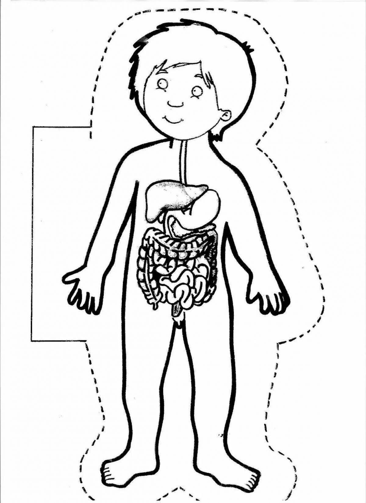 Human body for preschoolers #6