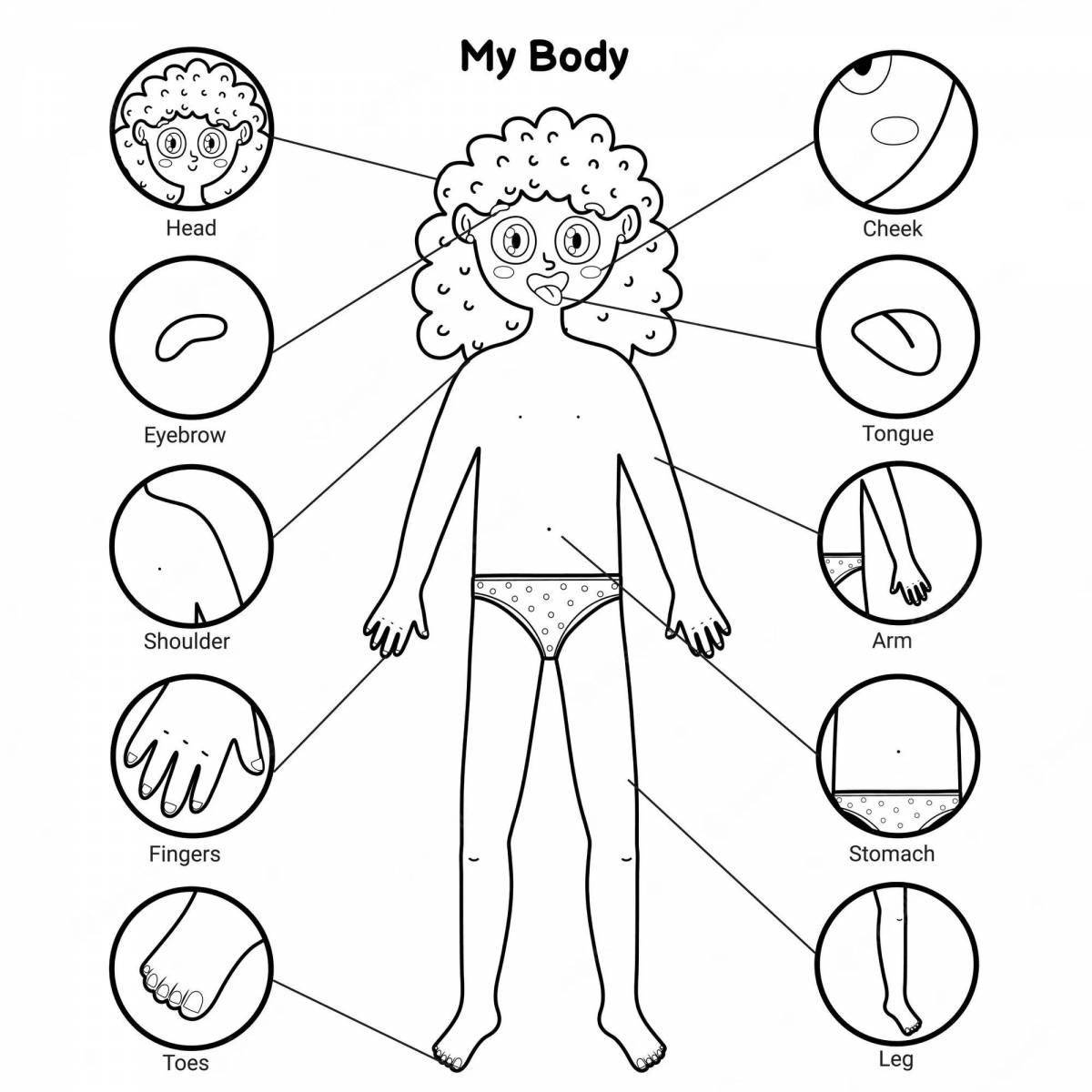 Human body for preschoolers #9
