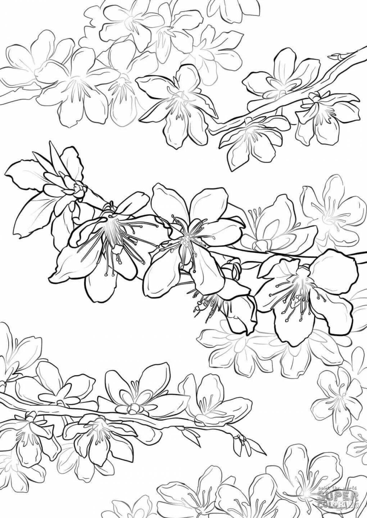 Coloring book gorgeous sakura branch for kids