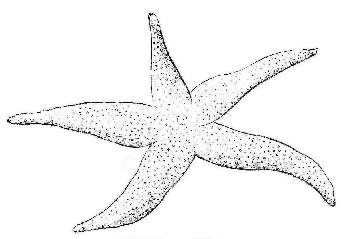 Fun coloring starfish for kids