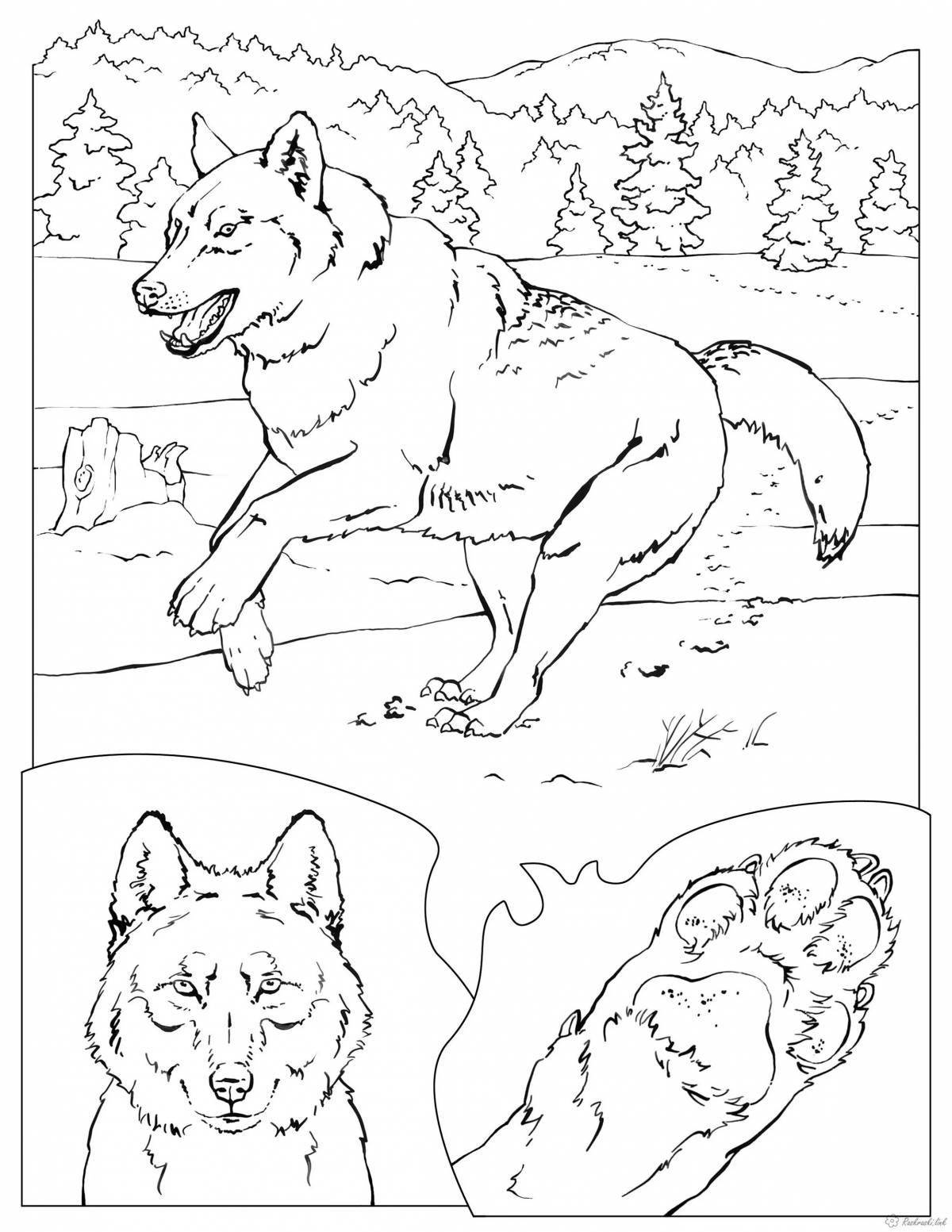 Изысканная раскраска рисунок волка для детей