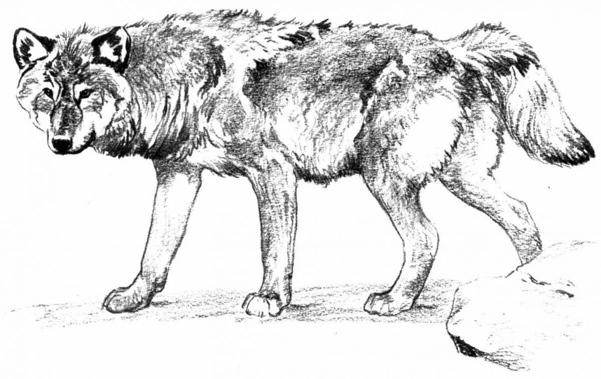 Интригующая раскраска рисунок волка для детей