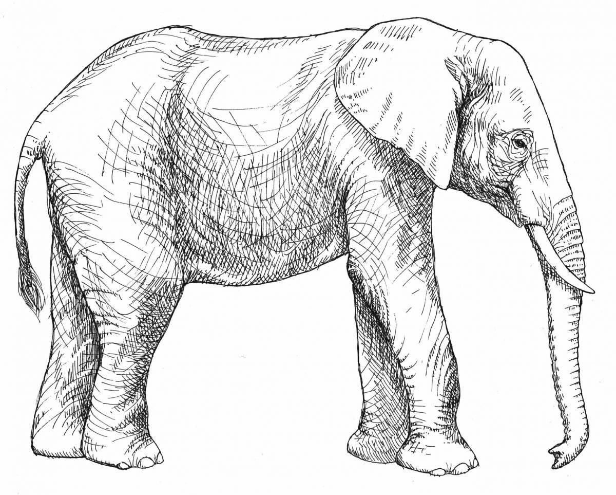 Coloring page gorgeous indian elephant