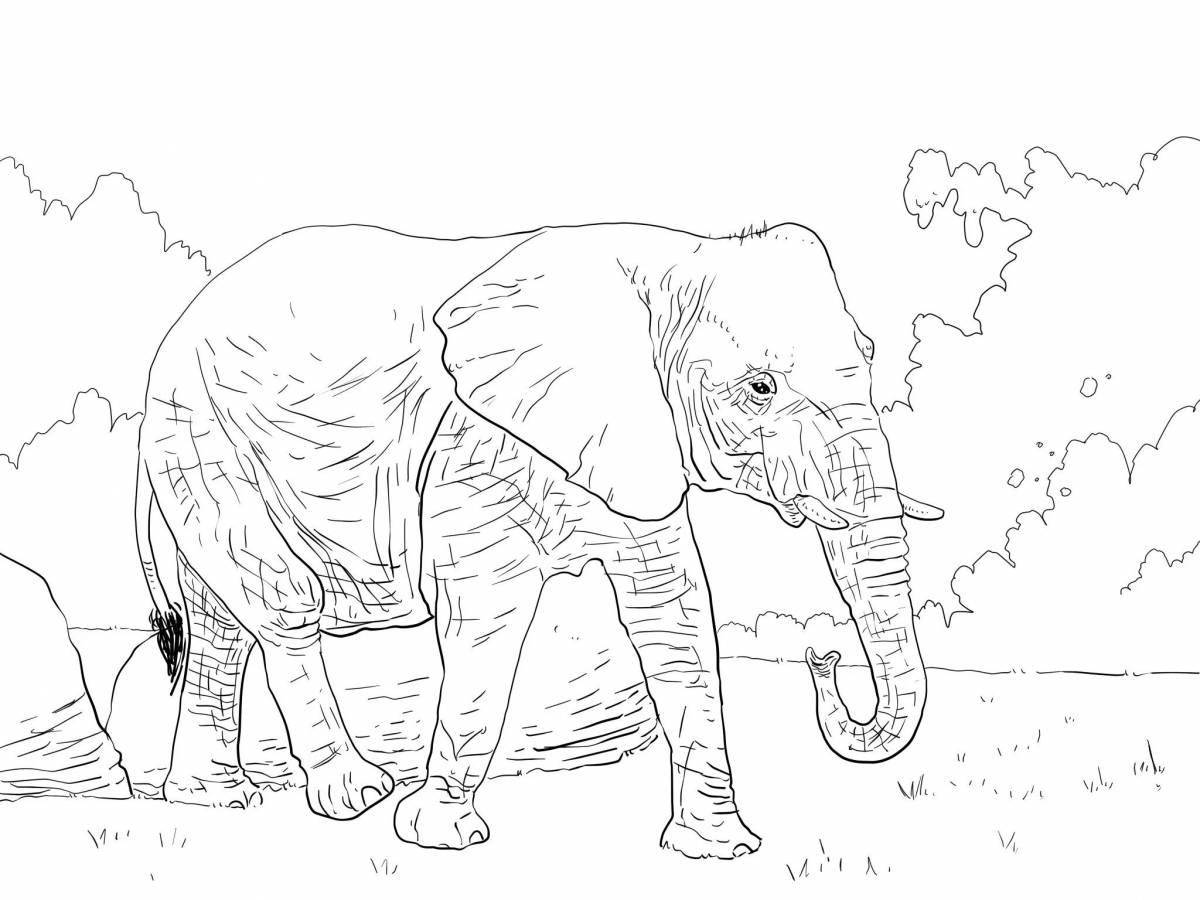 African elephant coloring page