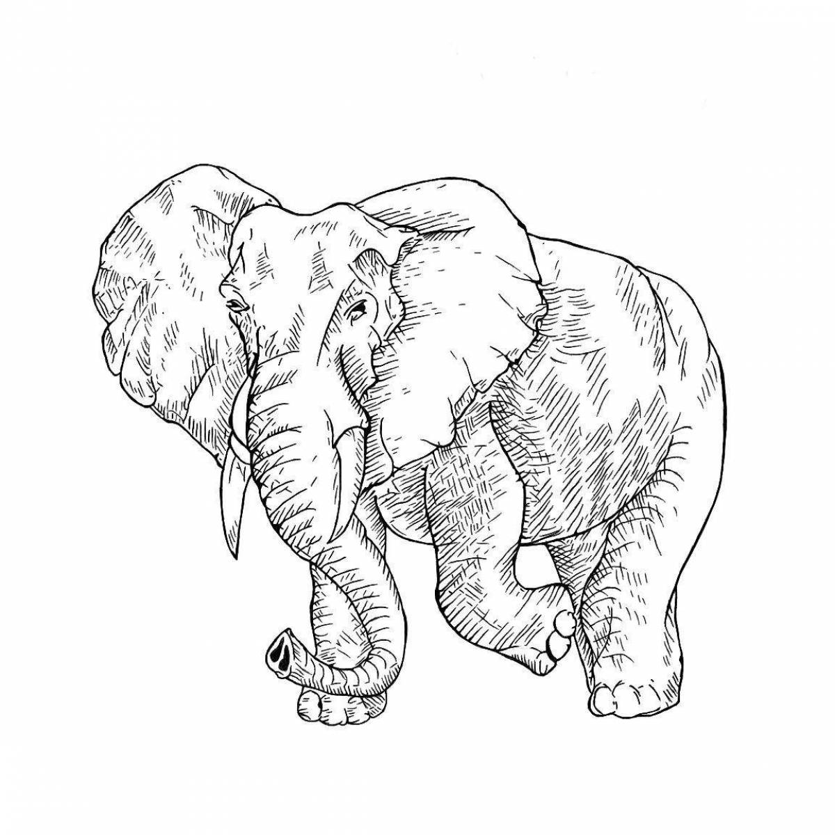 Coloring book nice indian elephant