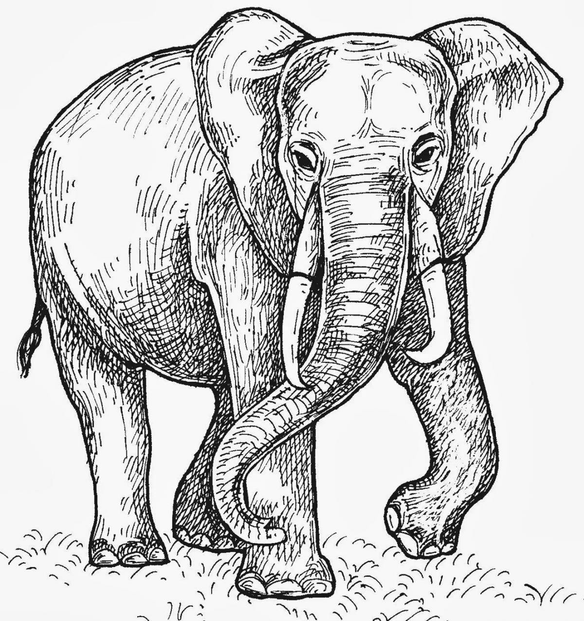 Раскраска ослепительный африканский слон