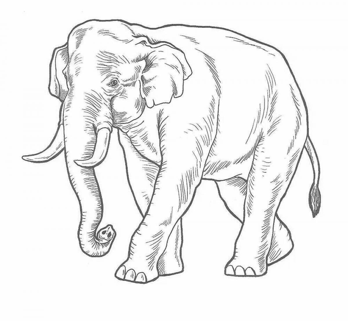 Раскраска экзотический африканский слон