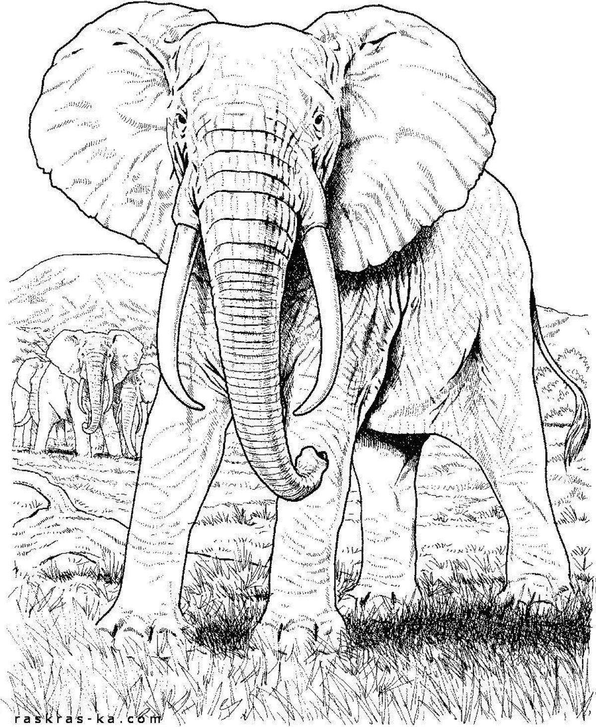 Coloring book playful african elephant