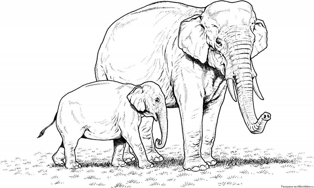 Indian and African elephant #1
