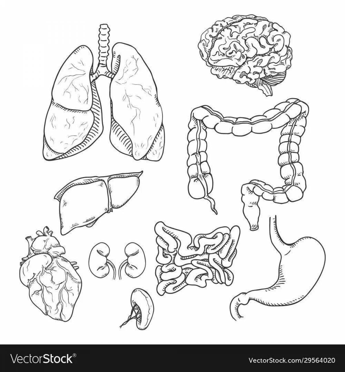 Органы человека рисовать