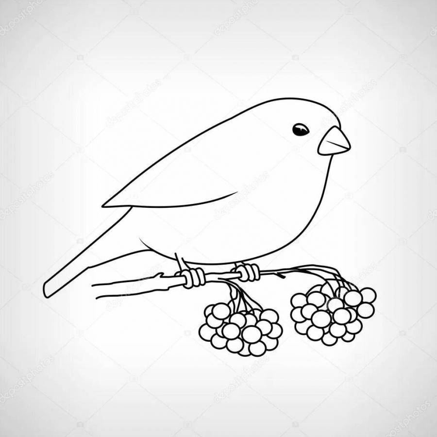 Раскраска птичка Снегирь с рябиной