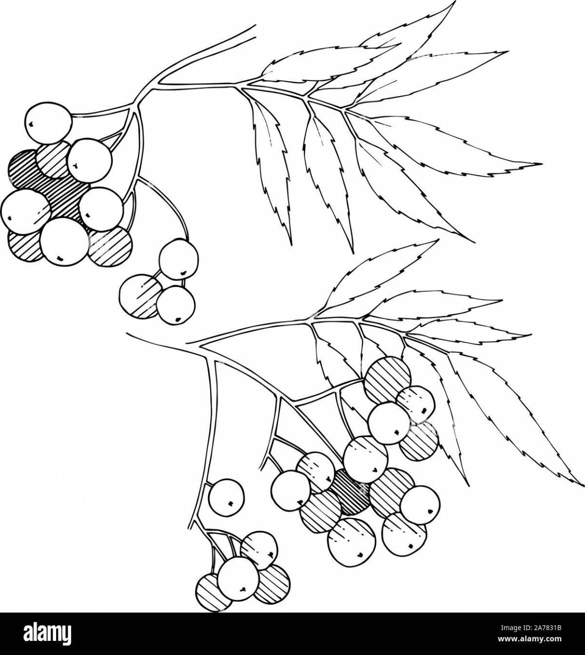 Violent rowan branch without berries