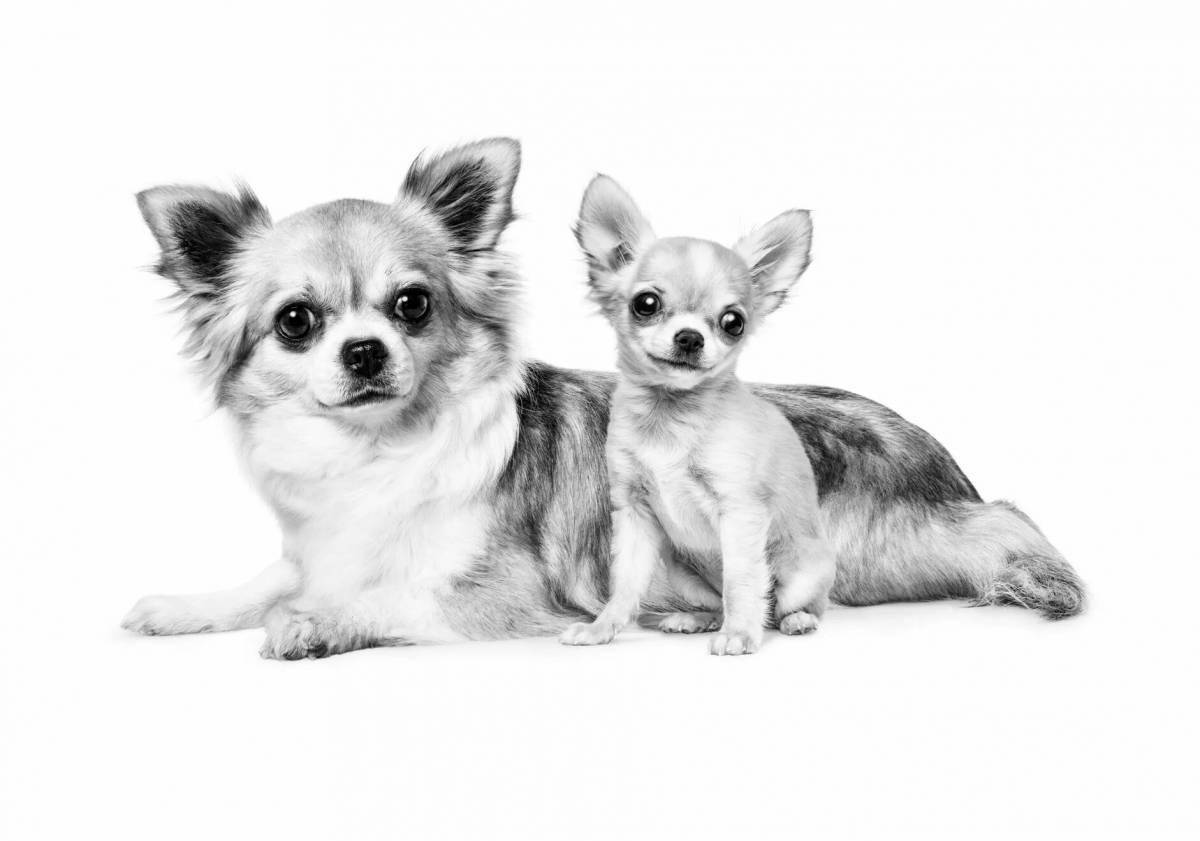 Playful chihuahua coloring page for kids