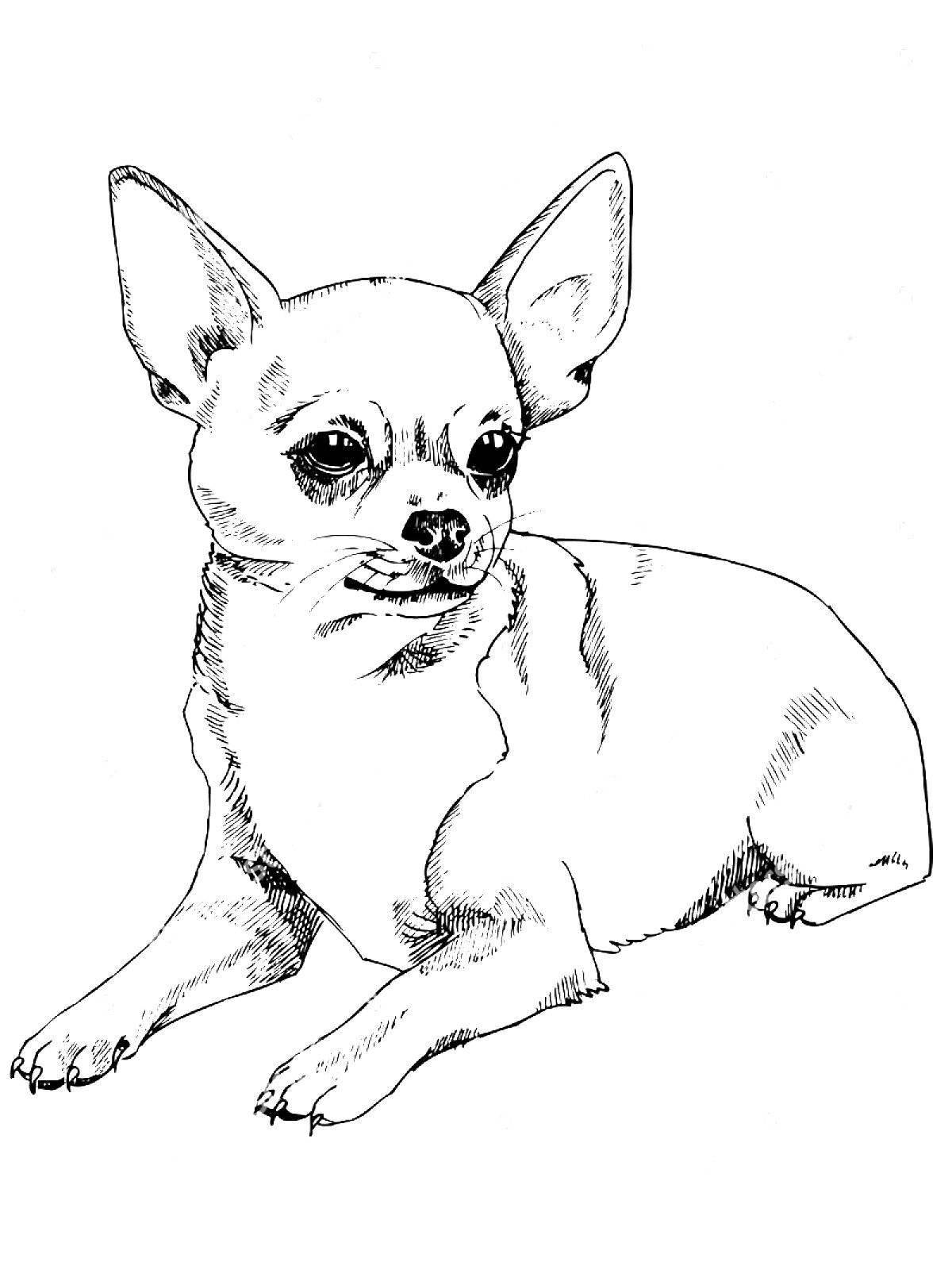 Chihuahua coloring book for kids
