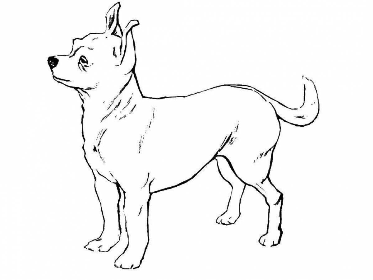 Раскраска собачка чихуахуа