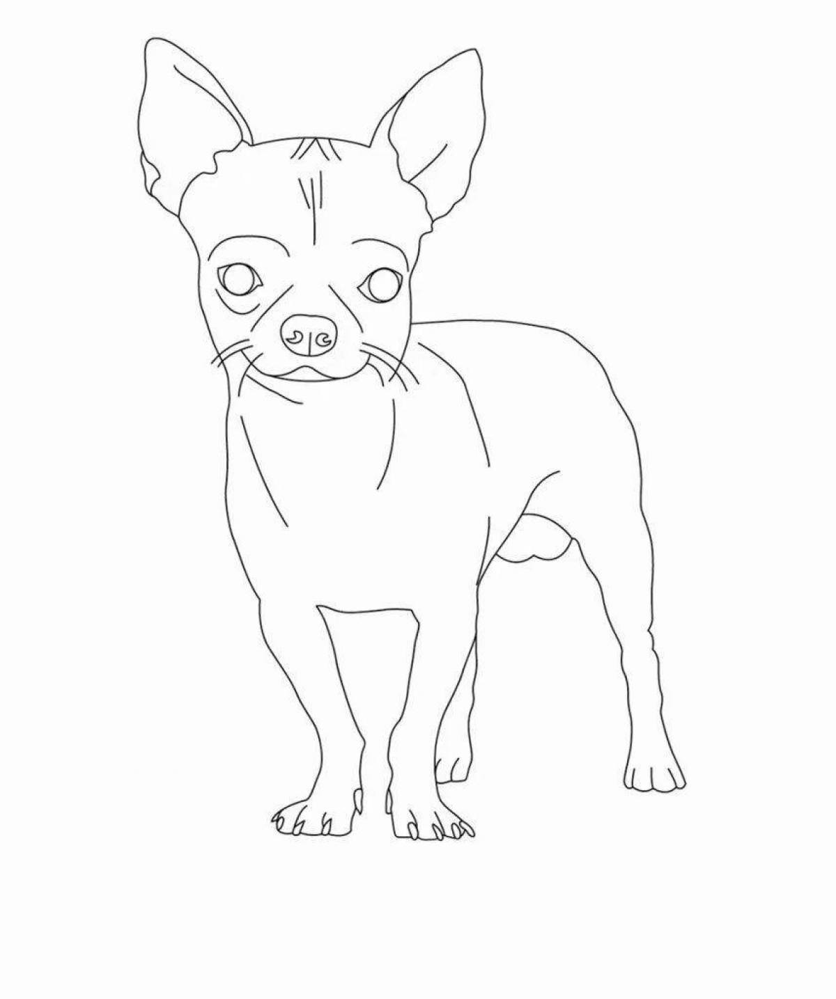 Fancy chihuahua coloring book for kids