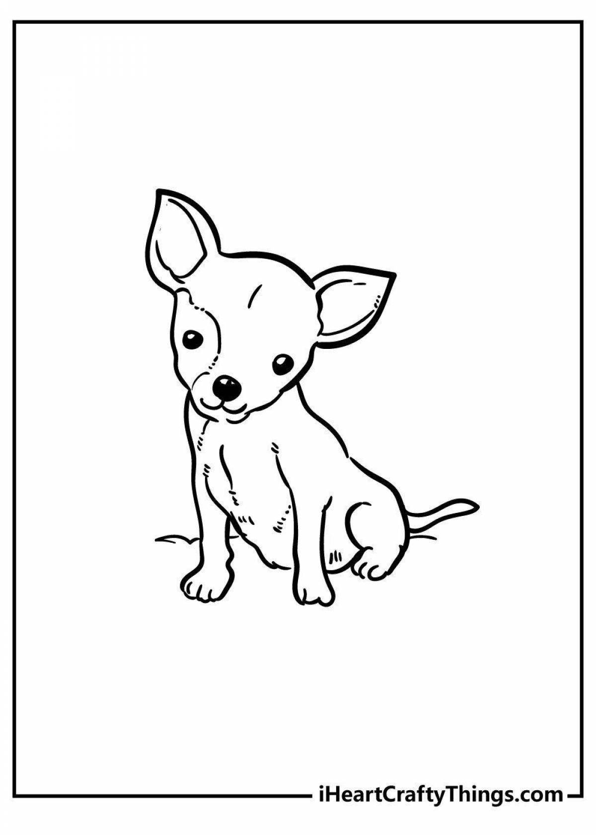 Chihuahua humorous coloring book for kids