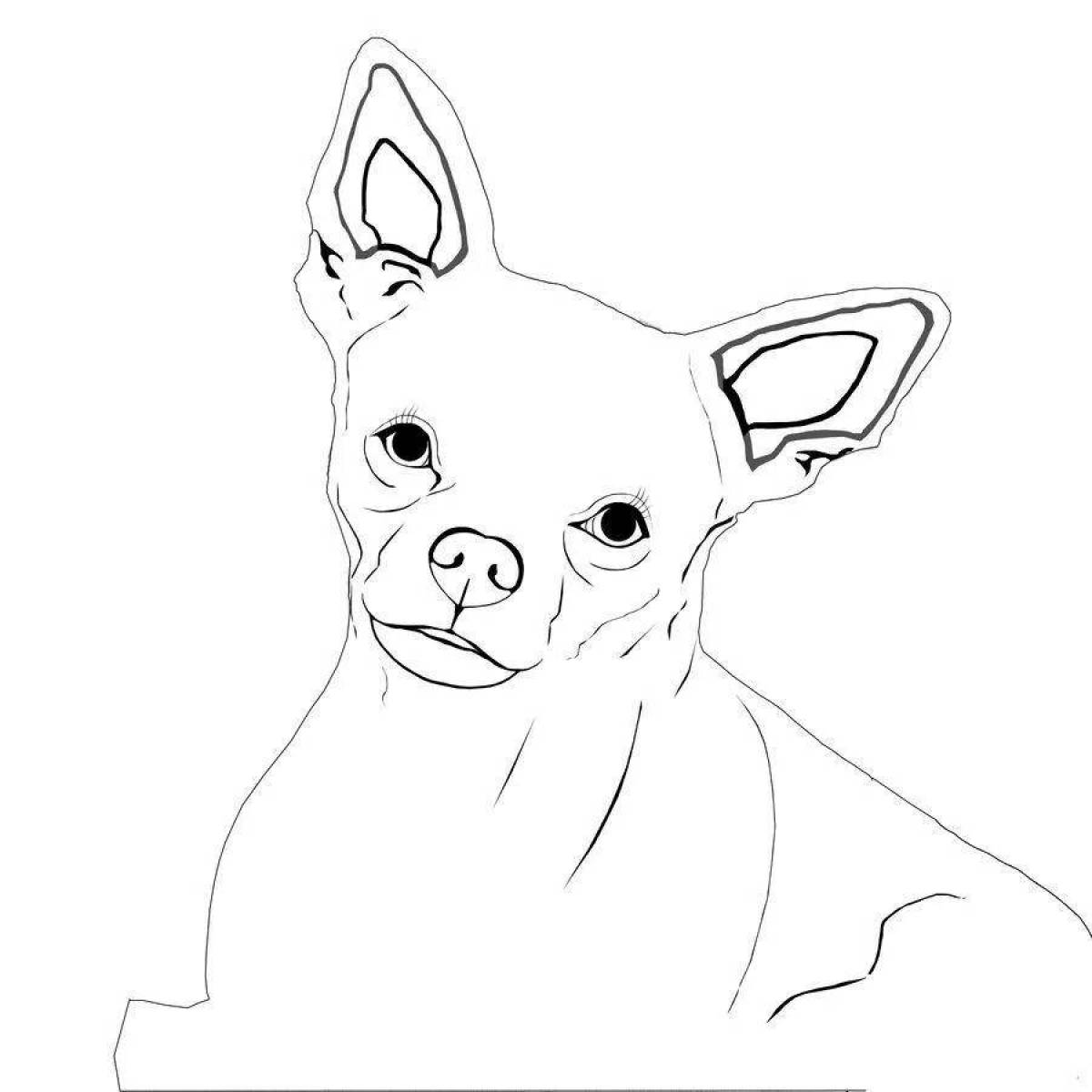 Awesome chihuahua coloring pages for kids