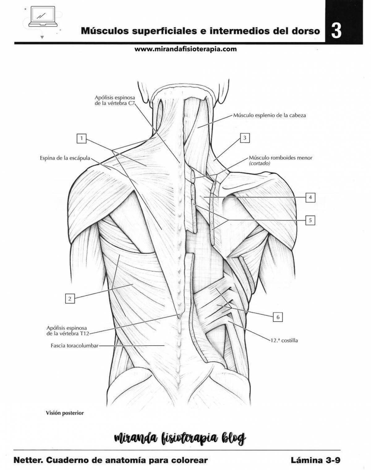 Подробная раскраска анатомия неттера атлас