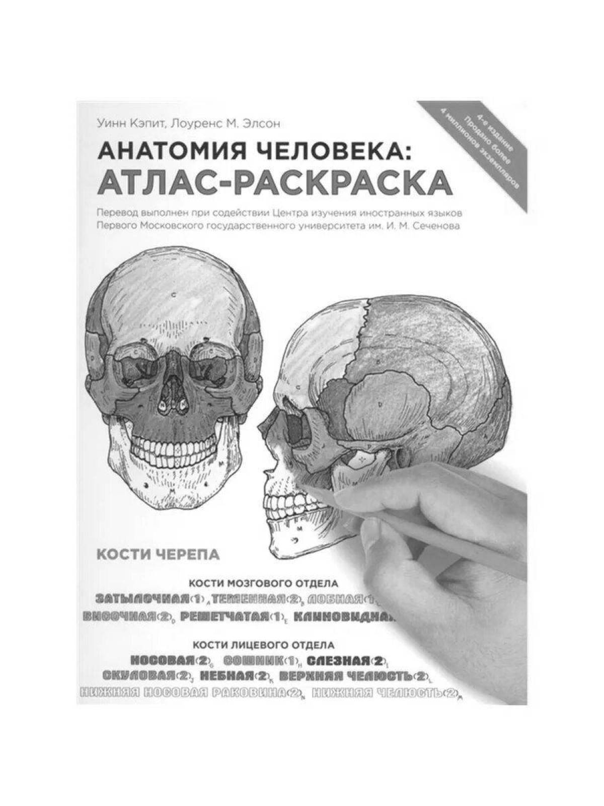Great coloring anatomy netter atlas