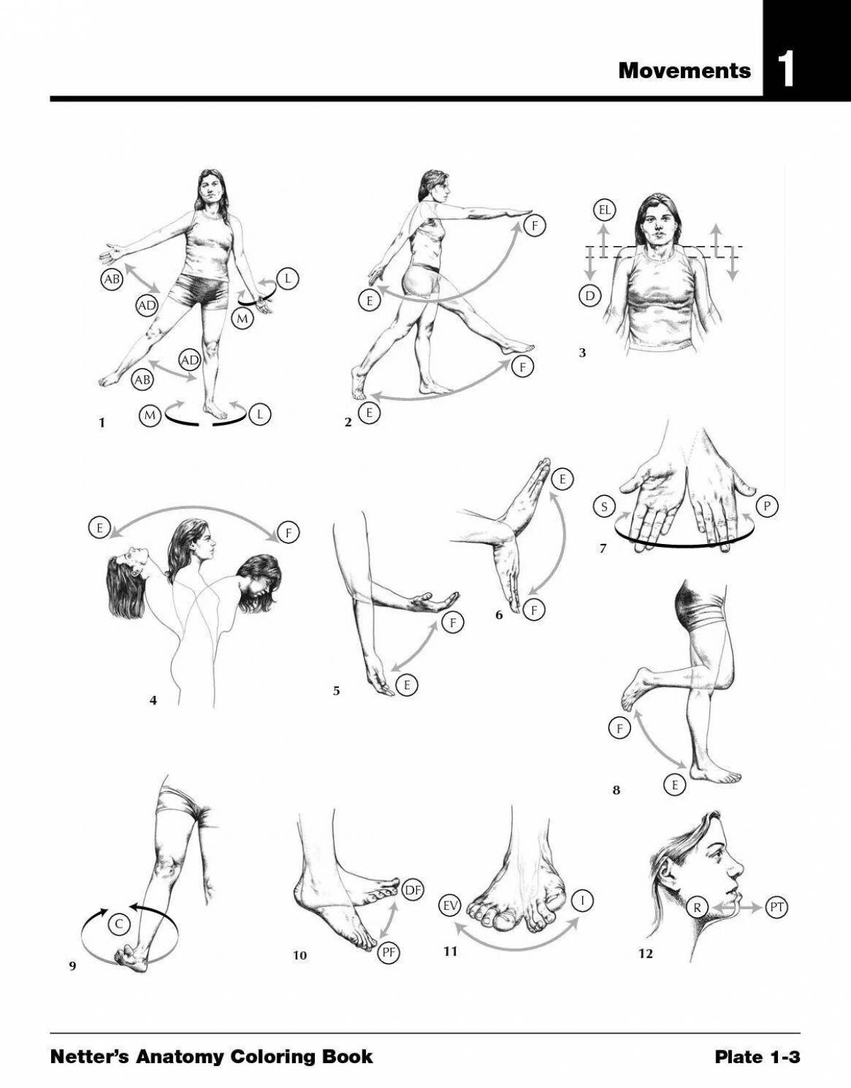 Уникальная раскраска анатомия неттер атлас