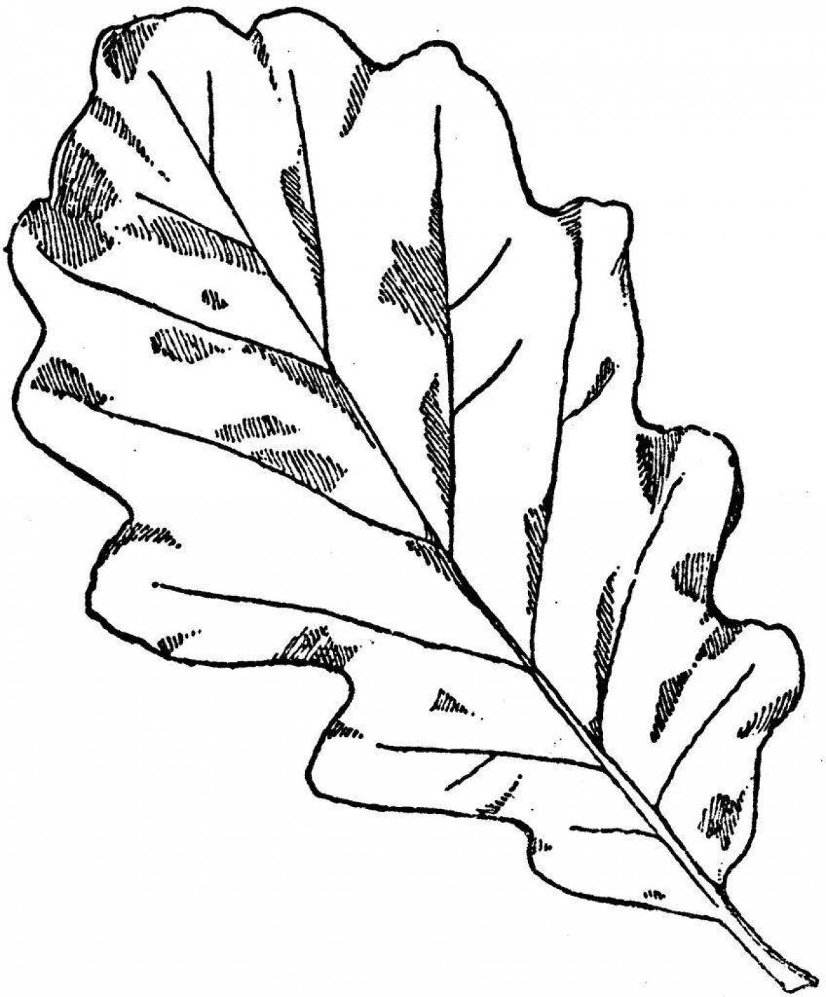 Coloring page cheerful oak leaf