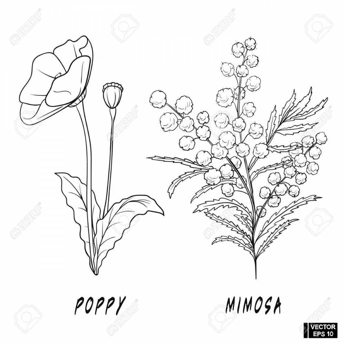 Delightful coloring mimosa for March 8