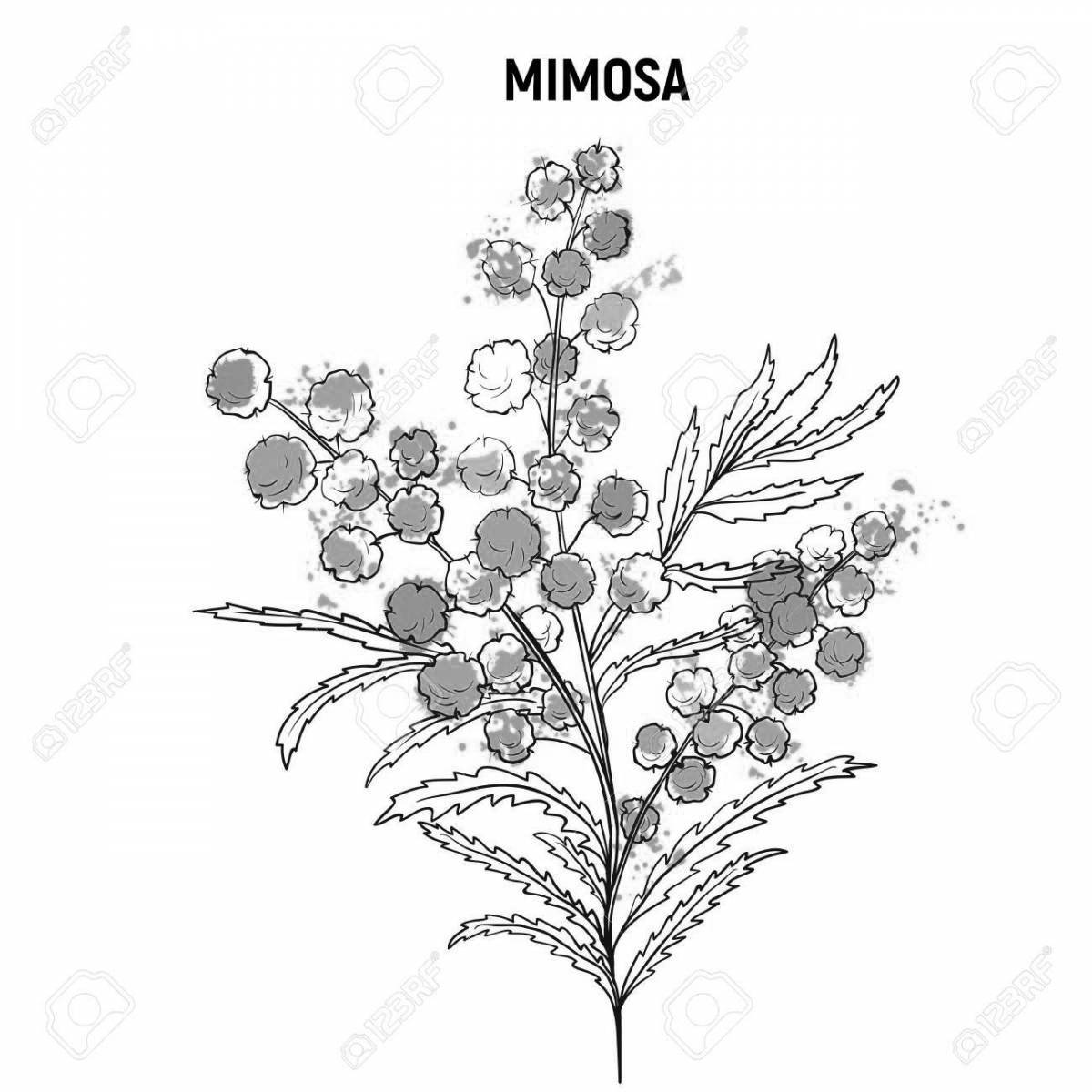 Blissful coloring mimosa for March 8