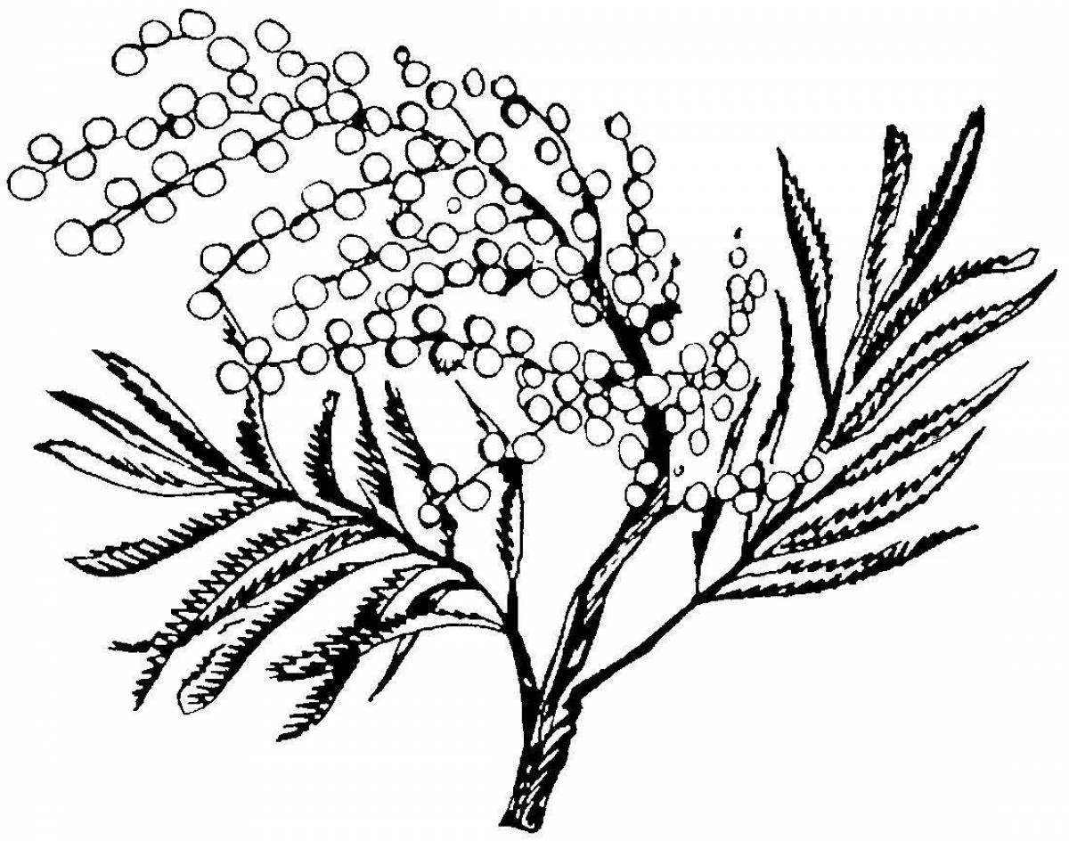 Exalted coloring page mimosa к 8 марта