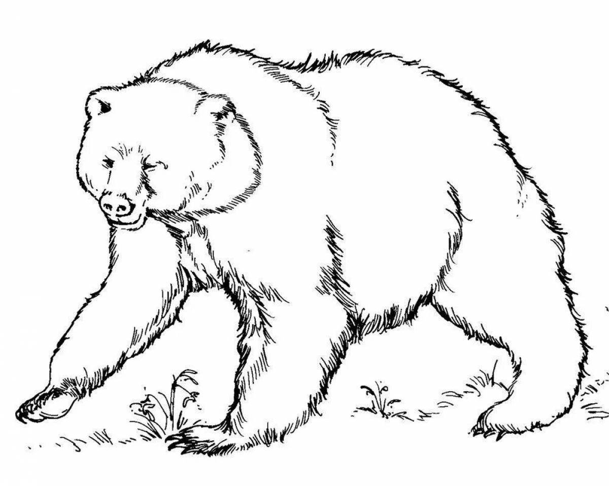 Раскраска нежный белый и бурый медведь