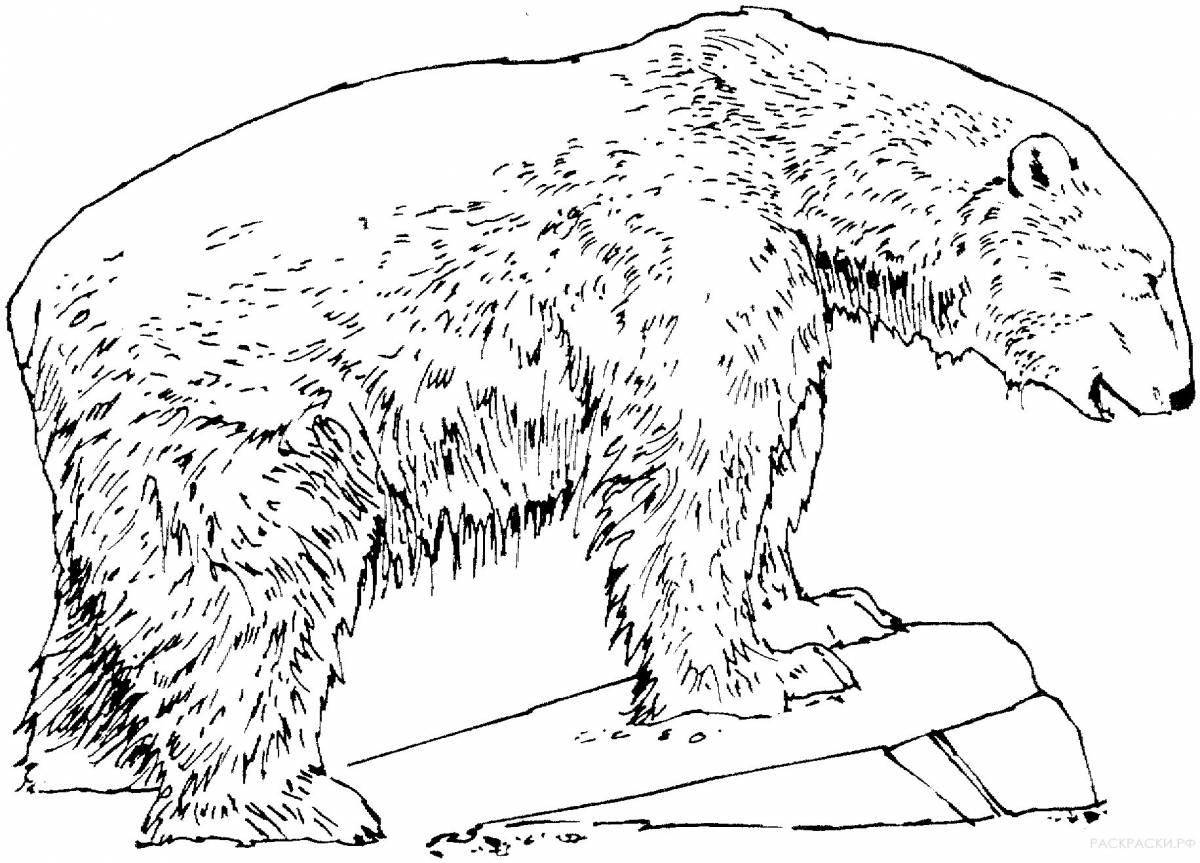 Раскраска плюшевый белый и бурый медведь