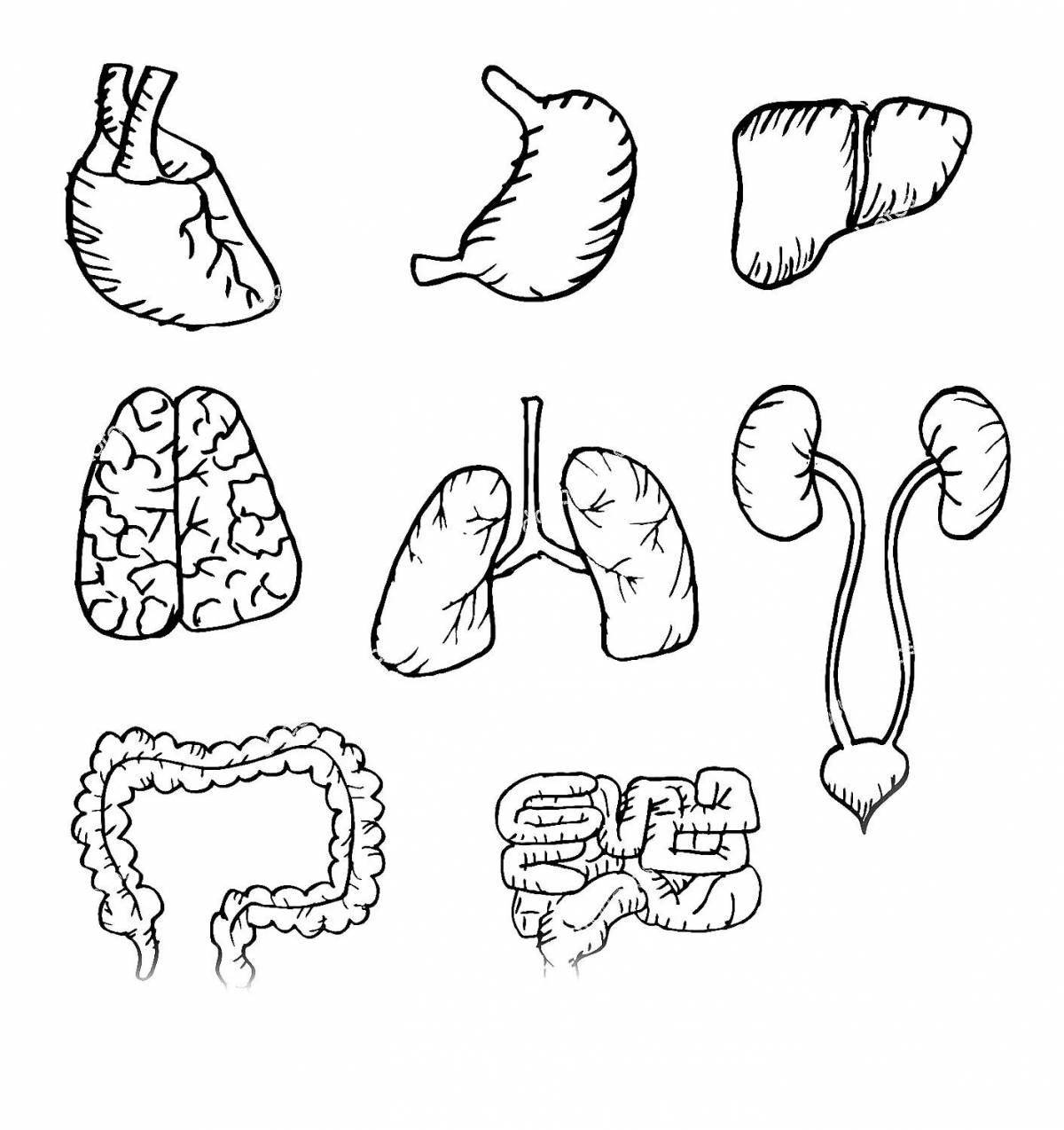 Colorful human body coloring page with internal organs