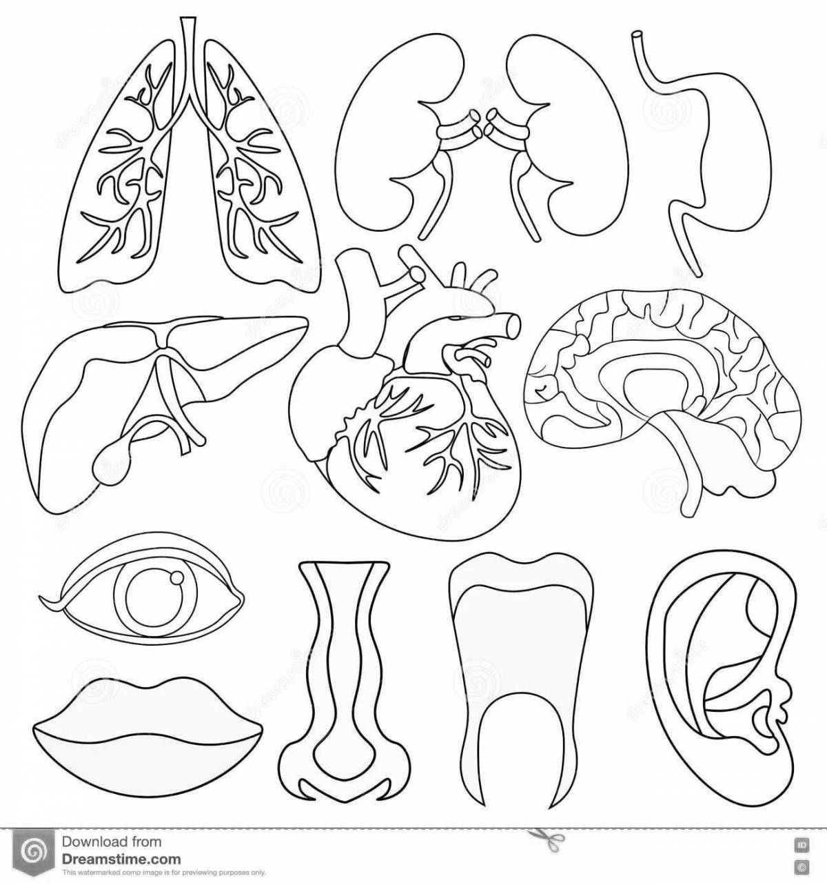 Bright coloring of the human body with internal organs