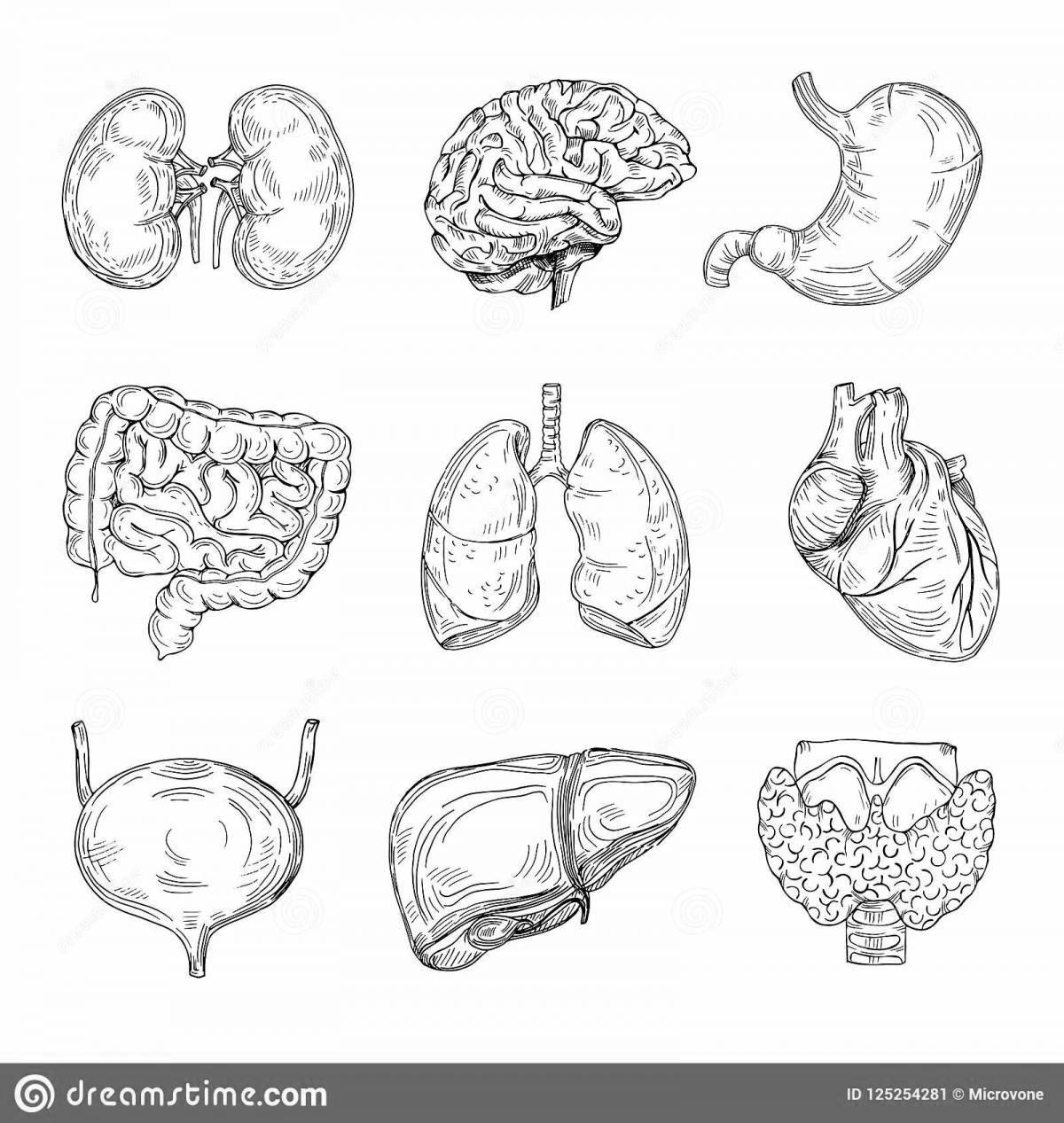 A fascinating coloring book of the human body with internal organs