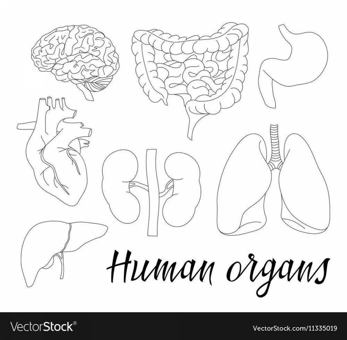 Attractive coloring of the human body with internal organs
